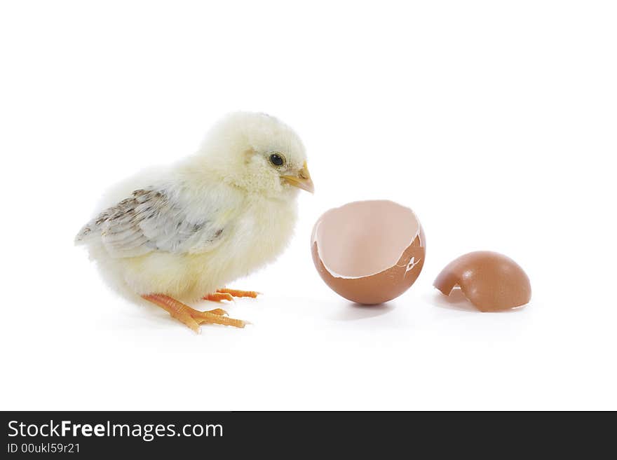 Newborn yellow chick with egg. Newborn yellow chick with egg