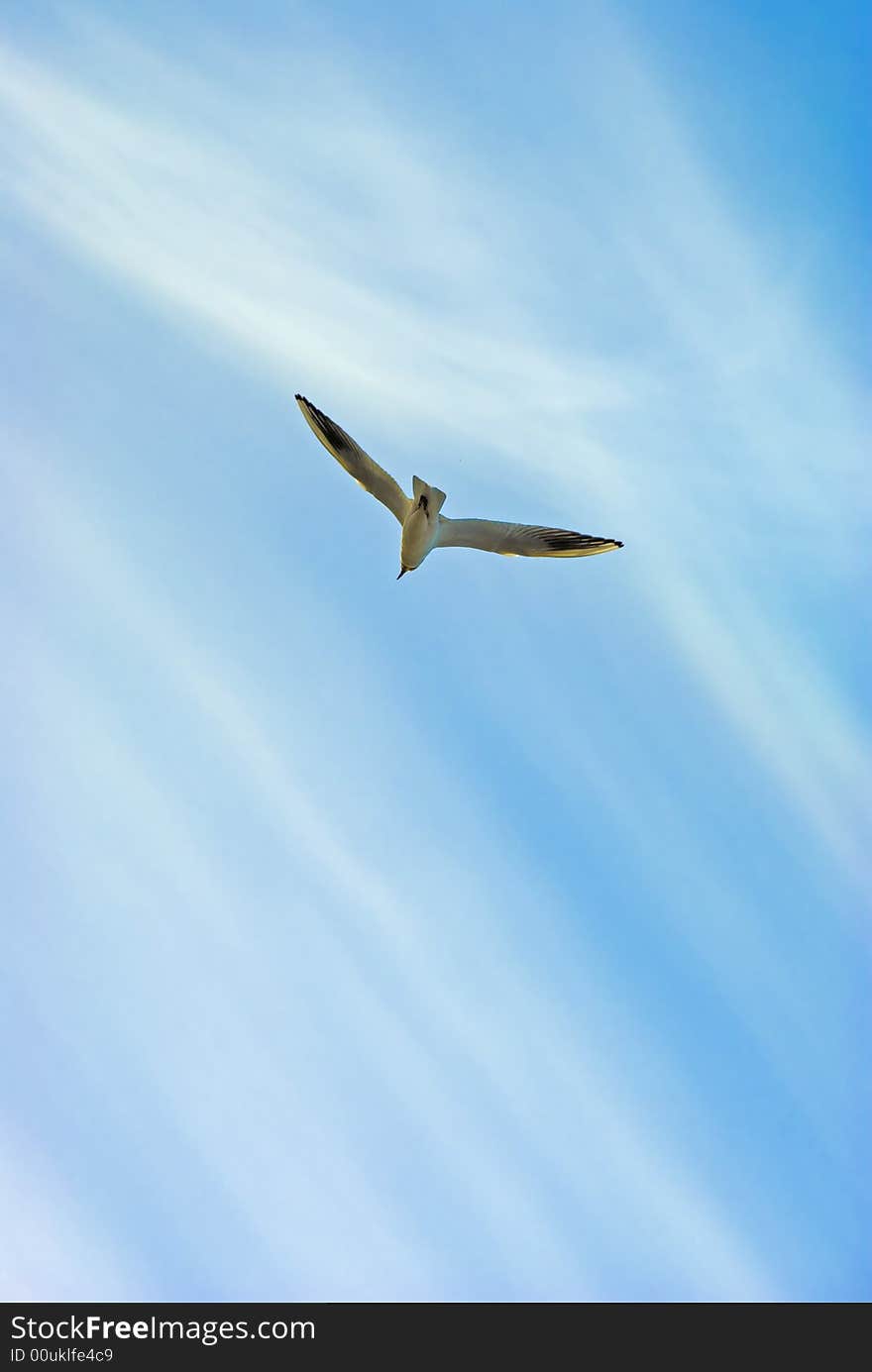 Picture of seagull flying in the sky.