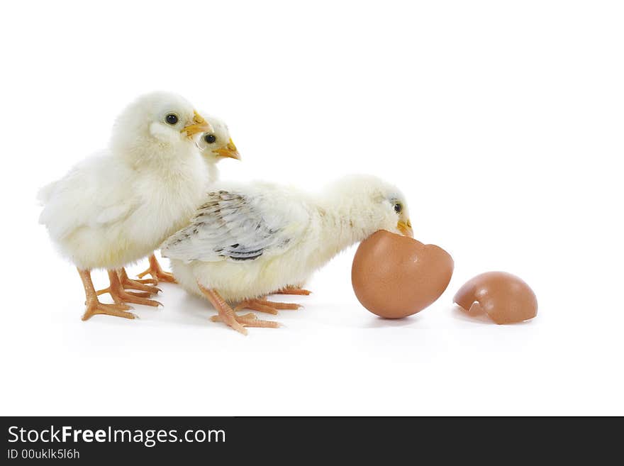 Newborn yellow chicks with egg. Newborn yellow chicks with egg