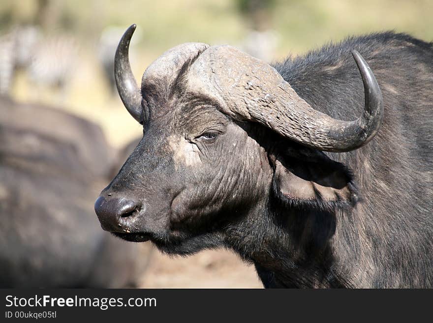 Buffalo in the Masai Mara Reserve (Kenya). Buffalo in the Masai Mara Reserve (Kenya)