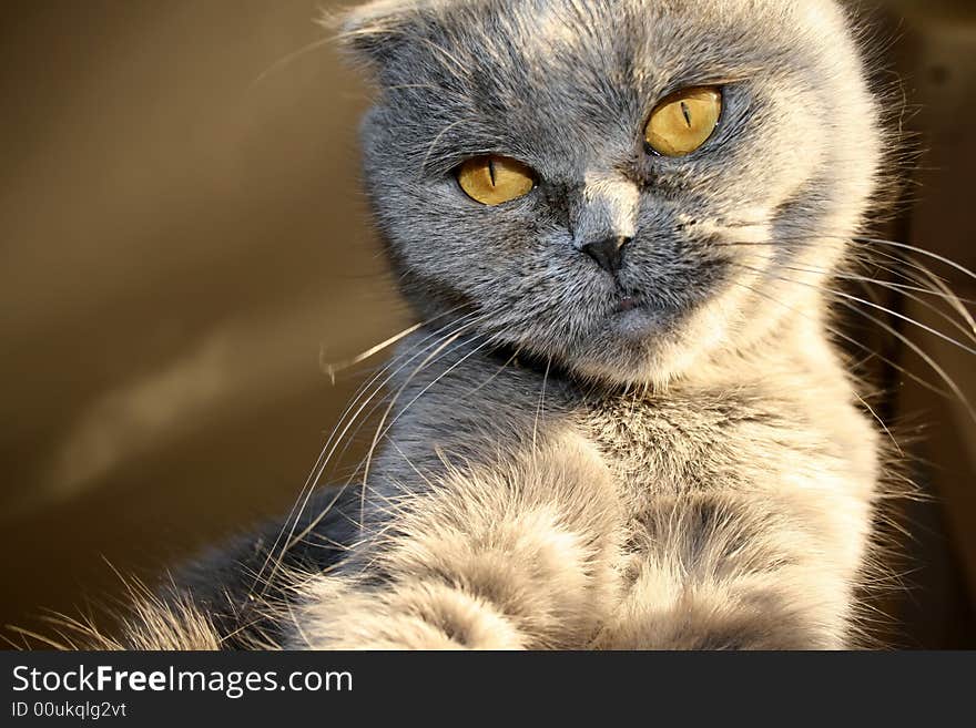 Scottish fold cat close-up photo. Scottish fold cat close-up photo