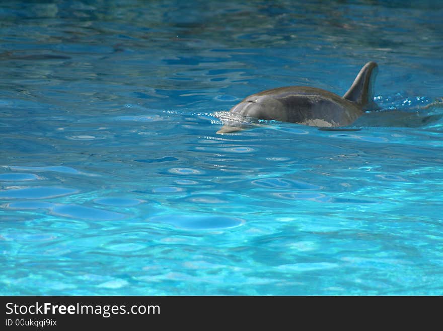 Dolphin breaking surface