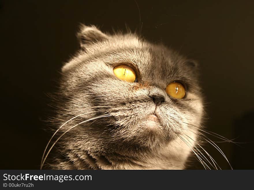 Scottish fold cat close-up photo. Scottish fold cat close-up photo