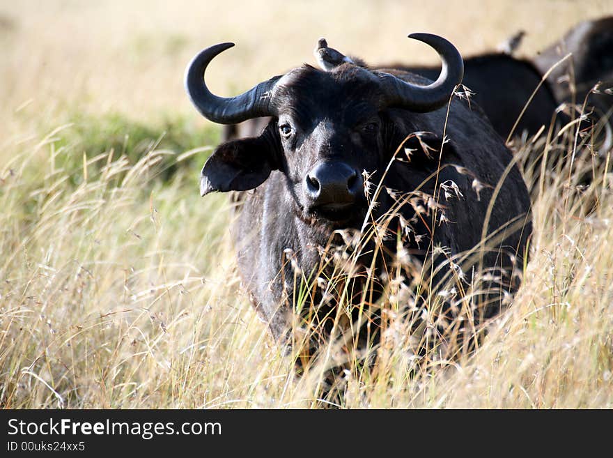 Buffalo in the Masai Mara Reserve (Kenya). Buffalo in the Masai Mara Reserve (Kenya)