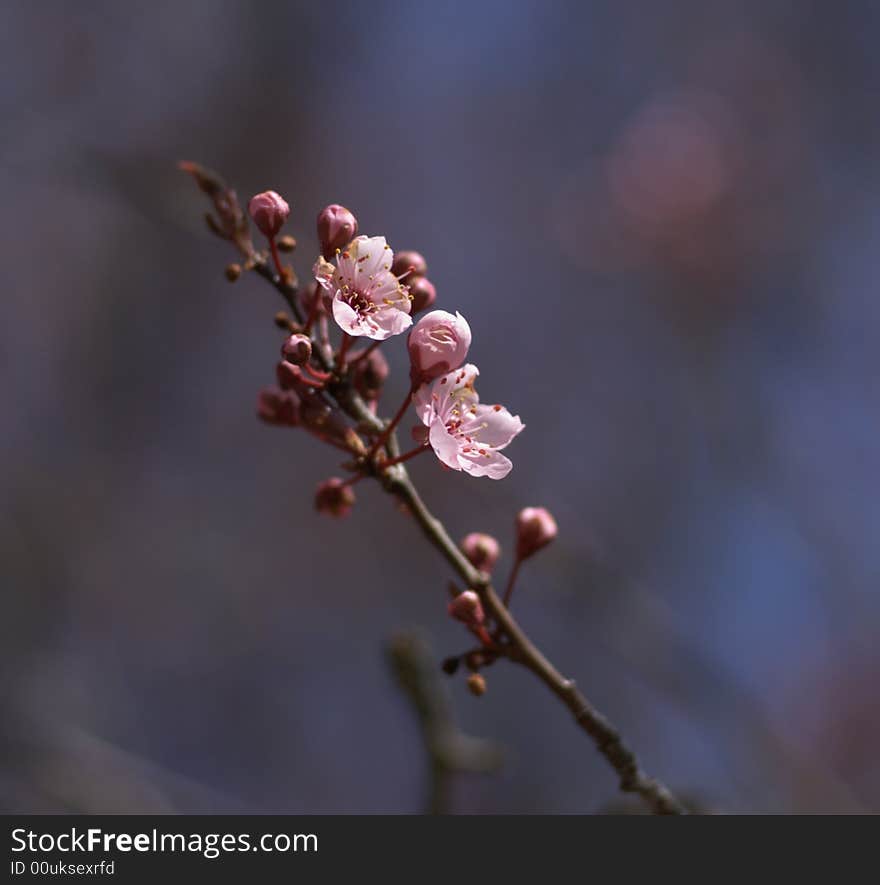 Cherry spring pink blossom, blurry background. Cherry spring pink blossom, blurry background.