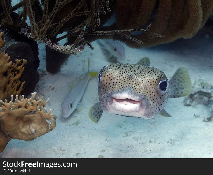 Porcupinefish (Diodon hystrix) on the coral reefs of Bonaire in the Caribbean