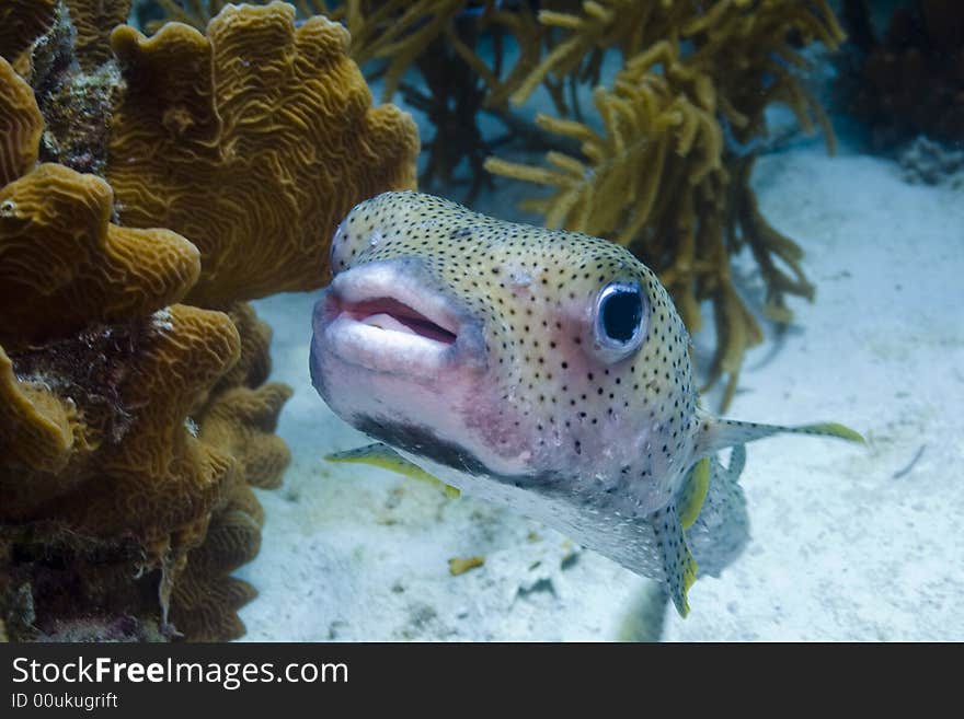 Porcupinefish (Diodon hystrix)on the coral reefs of Bonaire in the Caribbean