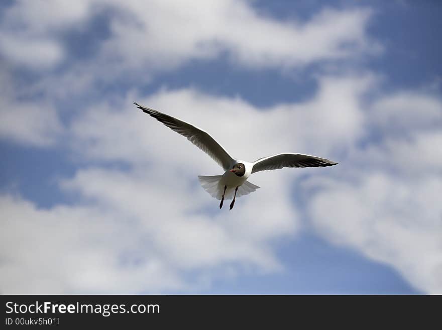 Flying black-headed gull