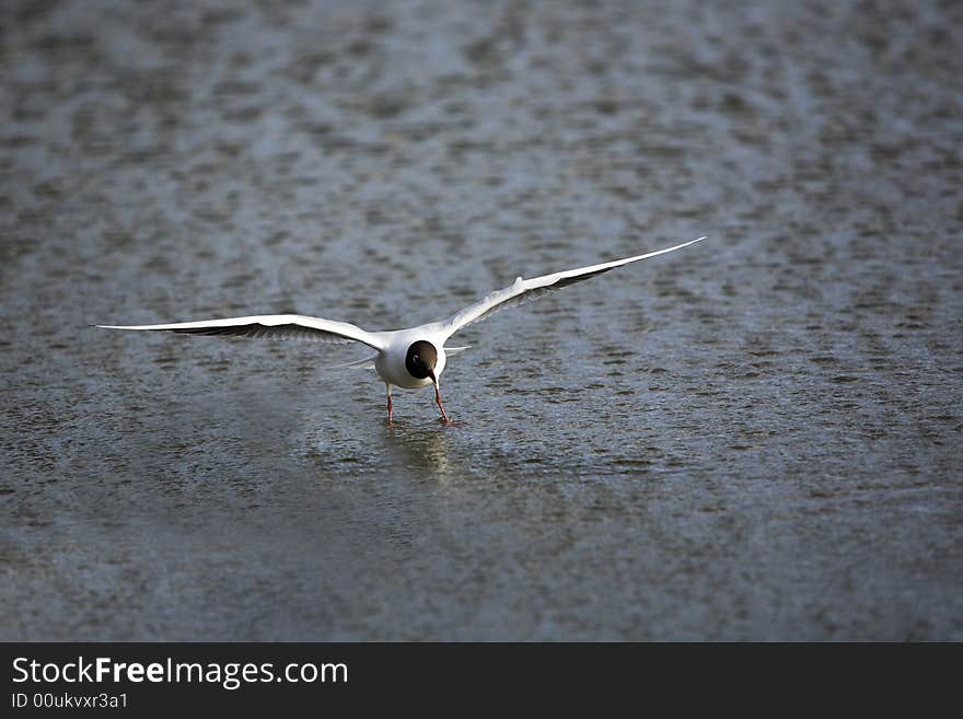 Landing black-headed gull