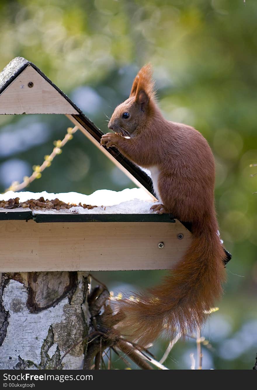 A closeup of a red squirrel. A closeup of a red squirrel