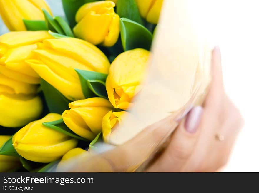 Yellow tulips in woman's hands close up