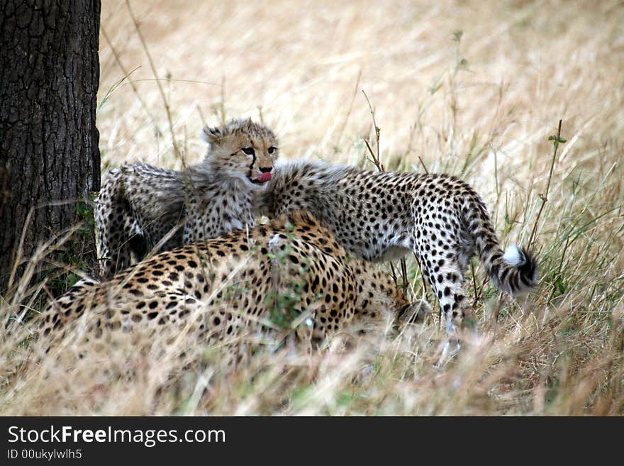 Cheetah cubs in the grass after a kill in the Masai Mara Reserve in Kenya. Cheetah cubs in the grass after a kill in the Masai Mara Reserve in Kenya