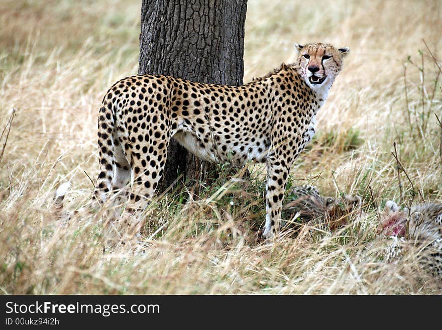 Cheetah standing in the grass after a kill in the Masai Mara Reserve in Kenya