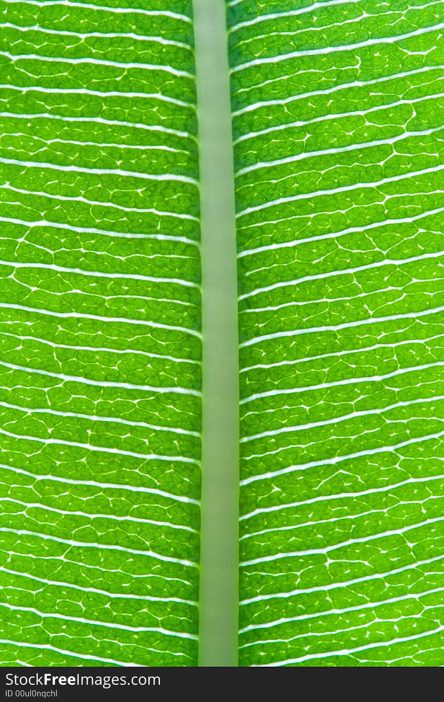 Green Leaf, Macro