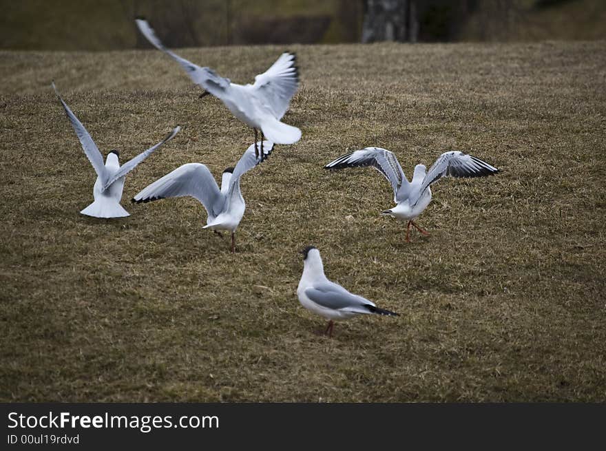 Some seaguls finding food in the grass