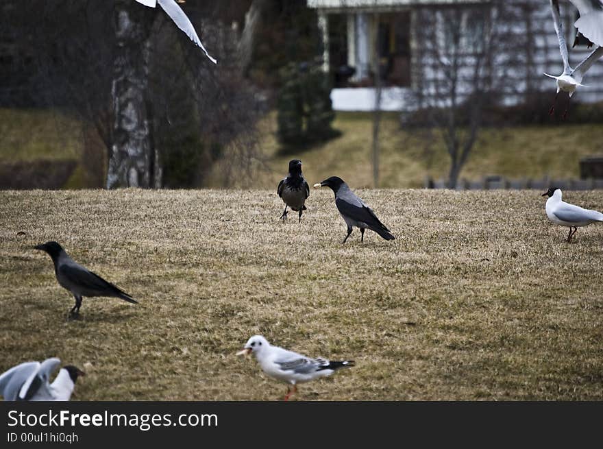 Seaguls and crows finding food in the grass