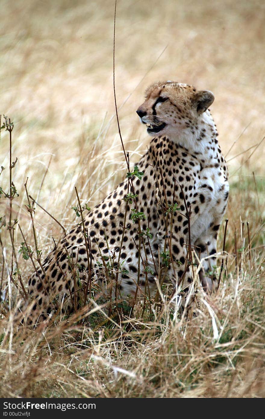 Cheetah sitting in the grass after a kill in the Masai Mara Reserve in Kenya