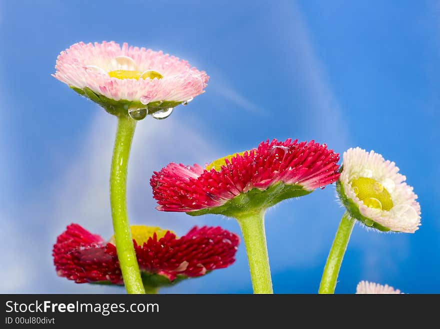 A wet daisy after the rain over sky background. A wet daisy after the rain over sky background