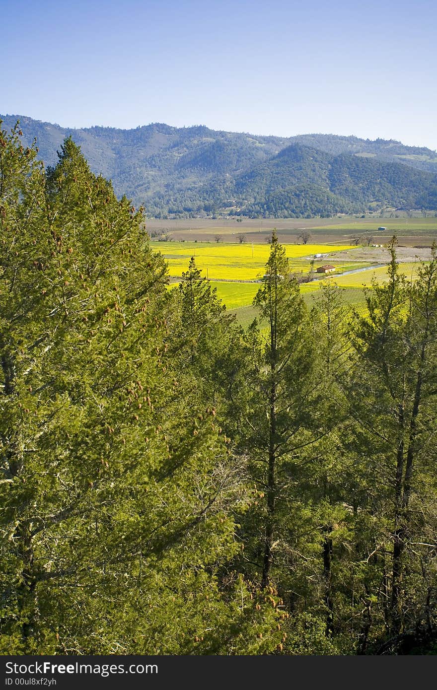 Shot of the Napa Valley floor form Sterling Vineyards overlook.