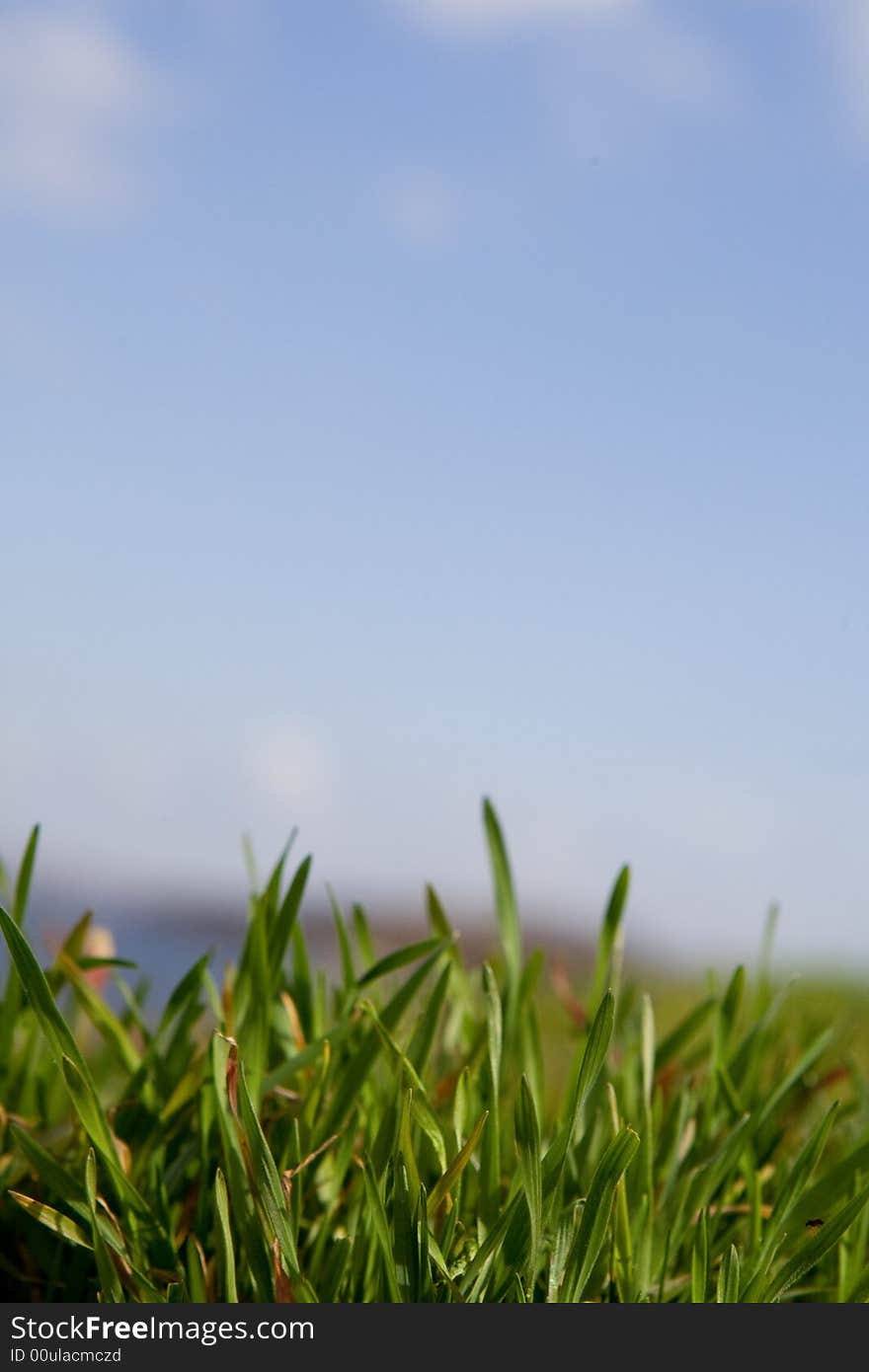 Clear sky and green grass. Clear sky and green grass