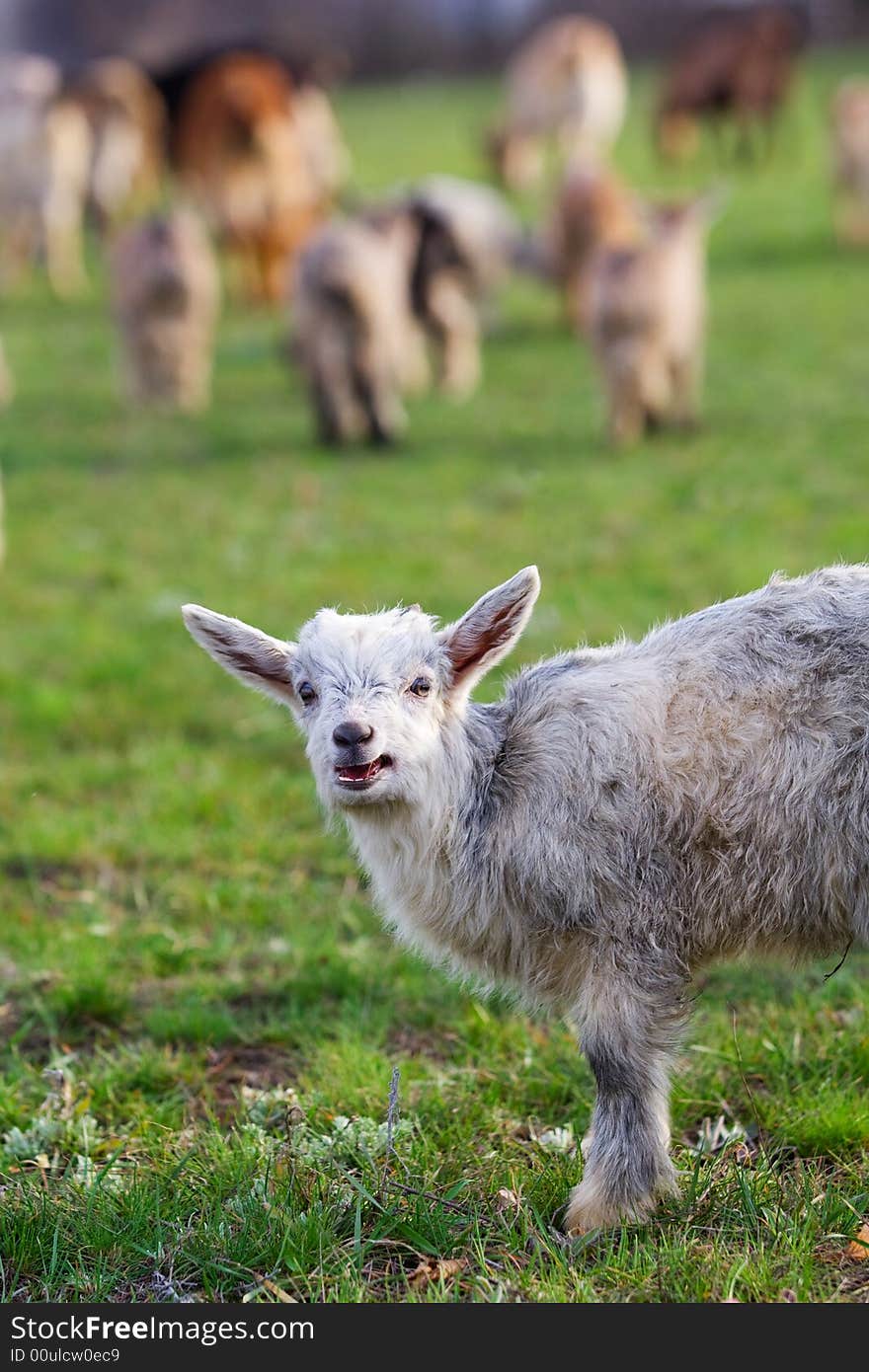 Little goat on the meadow