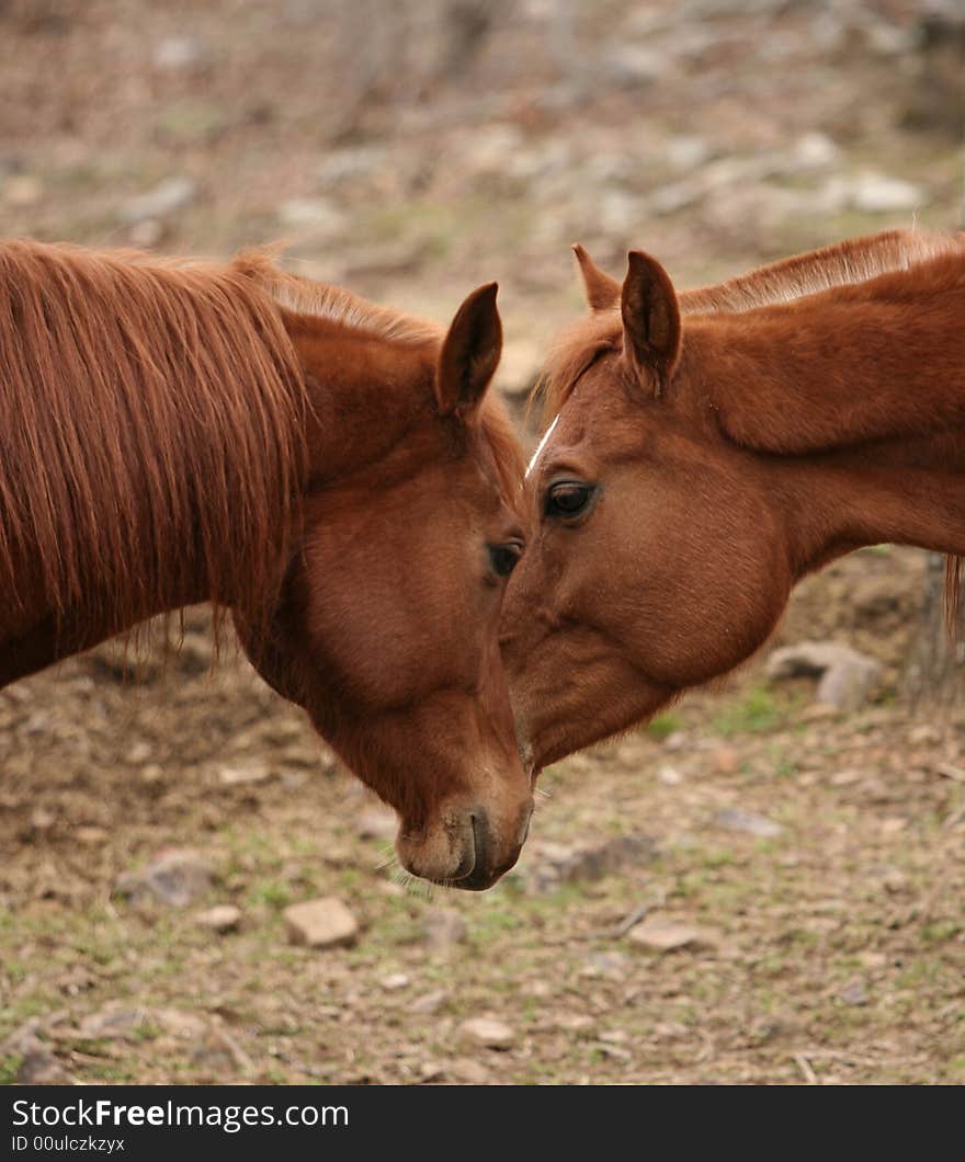 Pair of arabian geldings greeting each other. Pair of arabian geldings greeting each other