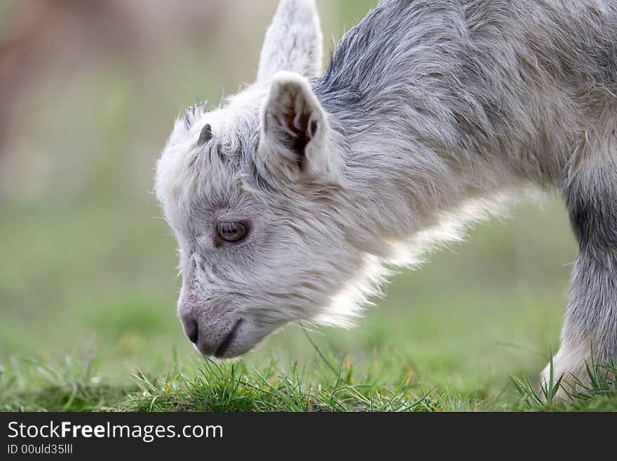 Little goat on the meadow