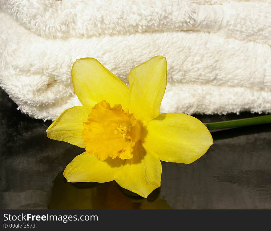 Narcissus on a background of a white towel. Narcissus on a background of a white towel