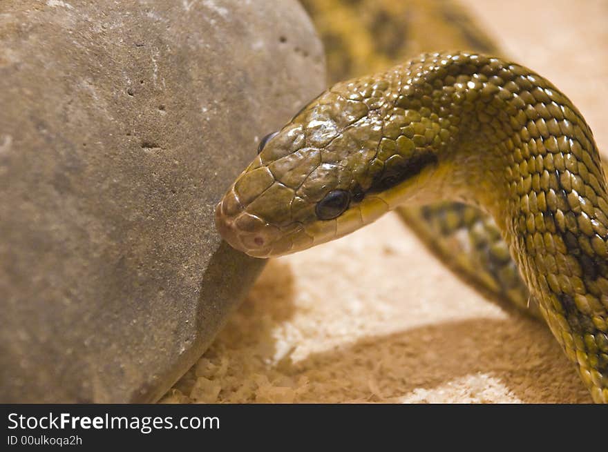 Green snake shot in terrarium