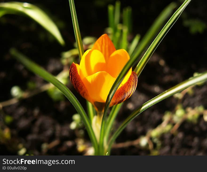 Close-up of yellow crocus from the side. It have dark stripes on the gold colored petals and green leafs with white stripes. Close-up of yellow crocus from the side. It have dark stripes on the gold colored petals and green leafs with white stripes.