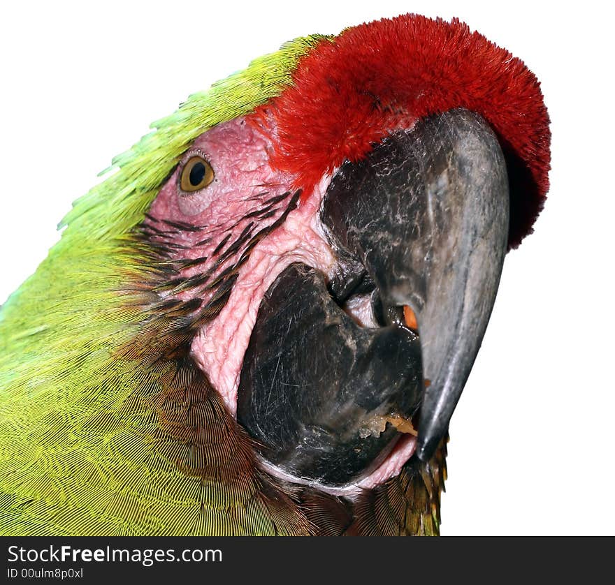 Green Macaw on white background