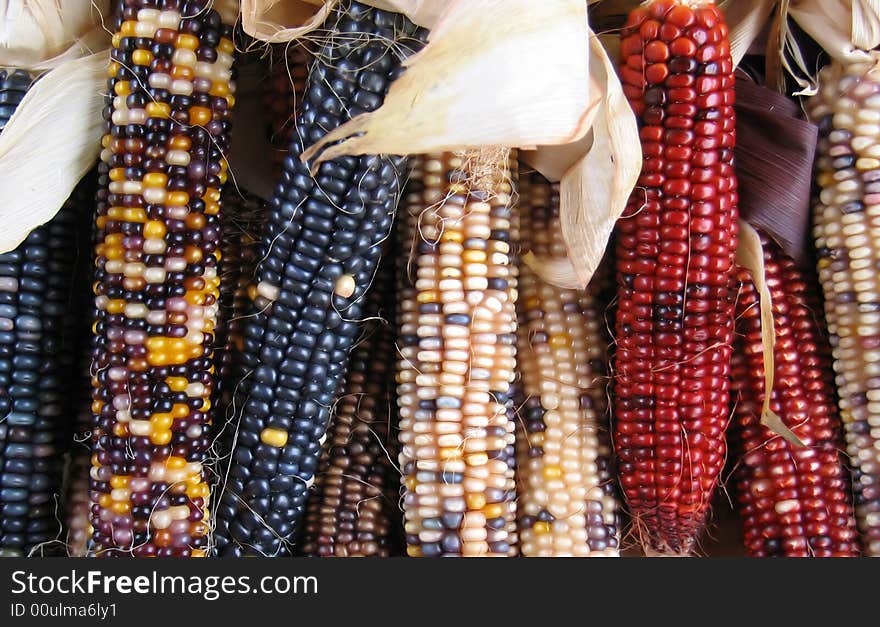 The colorful corns harvest in autumn. The colorful corns harvest in autumn