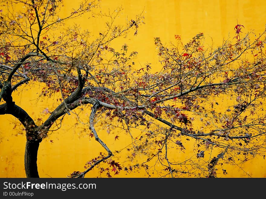 Wilting maple with yellow background