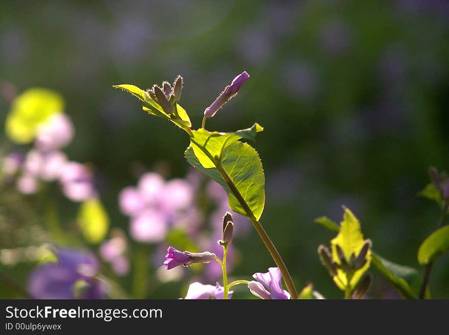 Wild flower