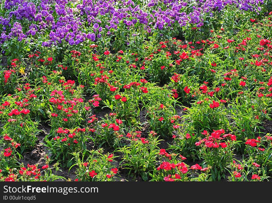 The land of flowers beautiful flower and grassland orchid yellow and purple. The land of flowers beautiful flower and grassland orchid yellow and purple