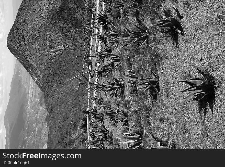 Landscape of magueyes with hill on the background