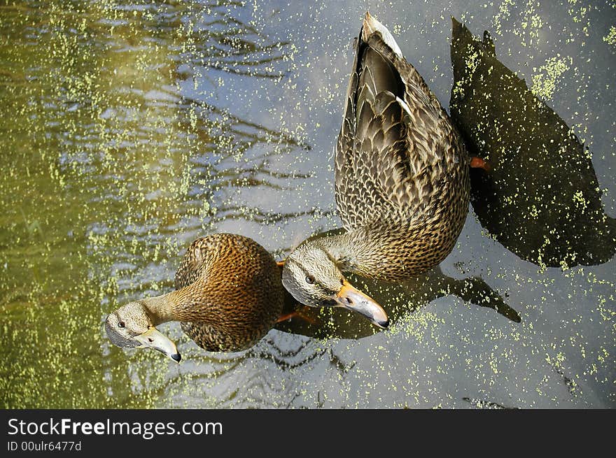 A refreshing image of a couple of ducks. A refreshing image of a couple of ducks