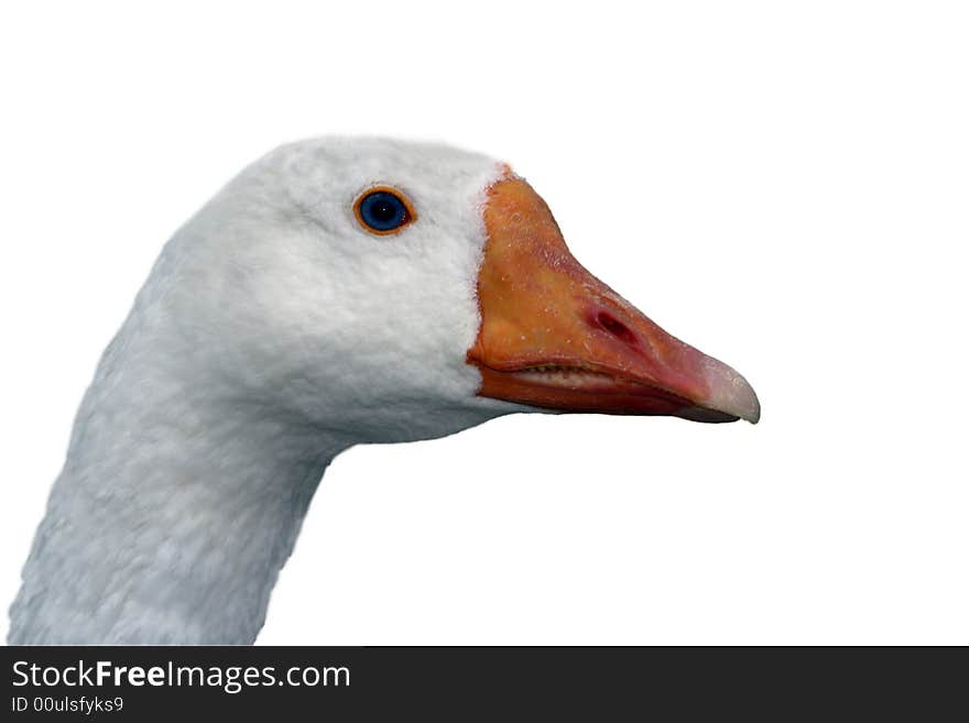 Duck in front of a white background