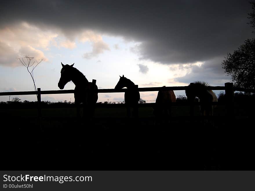 Horses in silhouette