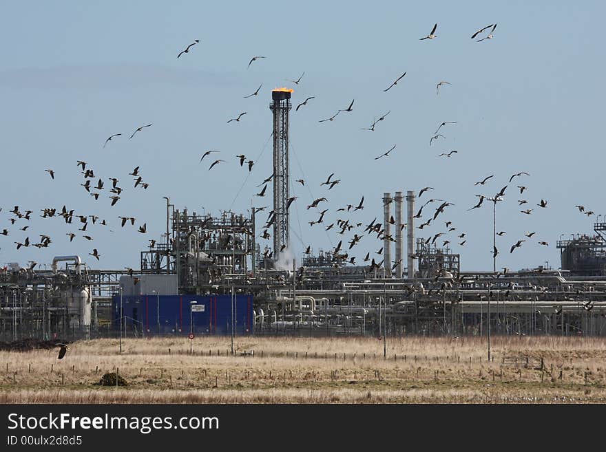 Geese at St Fergus Gas Terminal/Refinery, North of Peterhead, Scotland