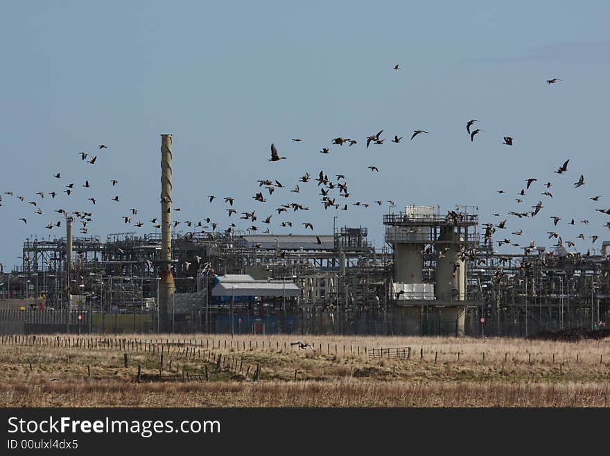 Geese at St Fergus Gas Terminal/Refinery, North of Peterhead, Scotland