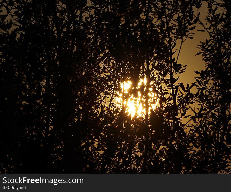 A beautiful sunset behind the tree