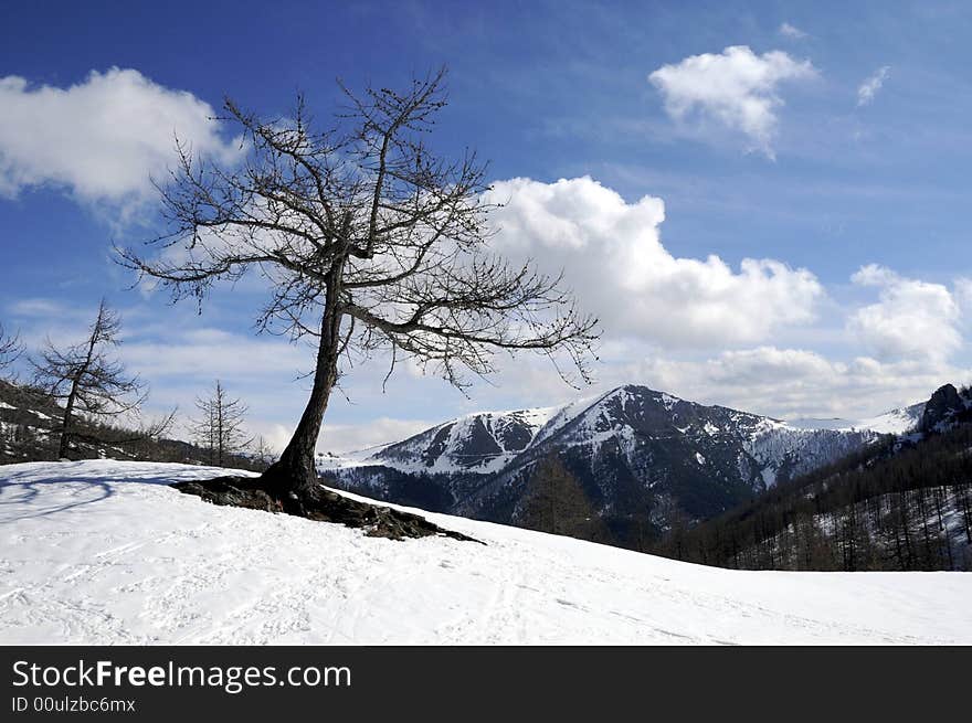 Tree in the snow