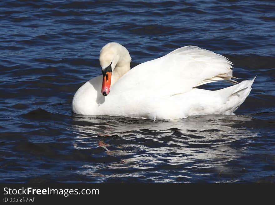 Mute Swan On A Pond,