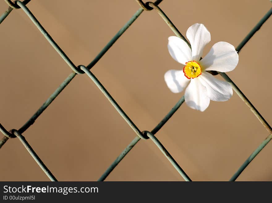 A view with a beautiful spring flower and fence