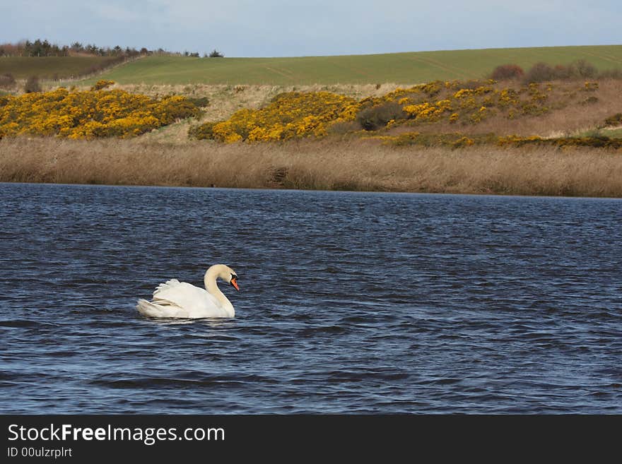 Mute swan on a pond