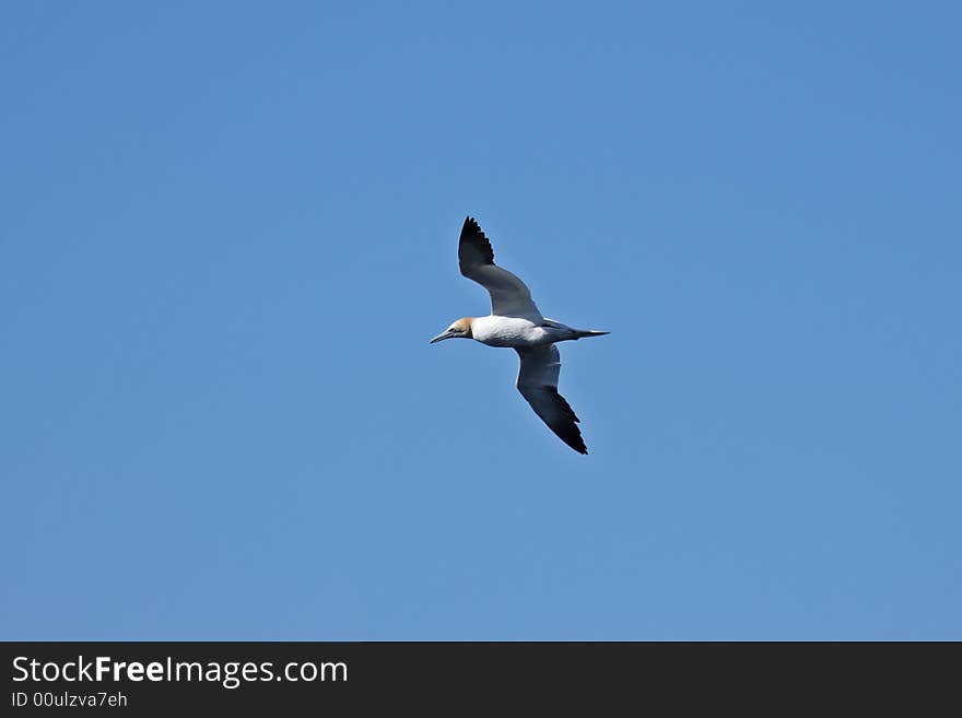 Gannet at Troup Head