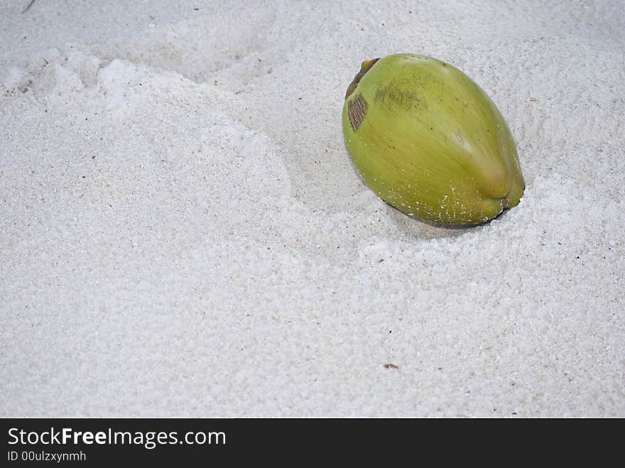 Coconut Fruit on The Beach Sand