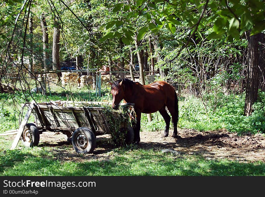 Brown horse near cart grazing grass. Brown horse near cart grazing grass