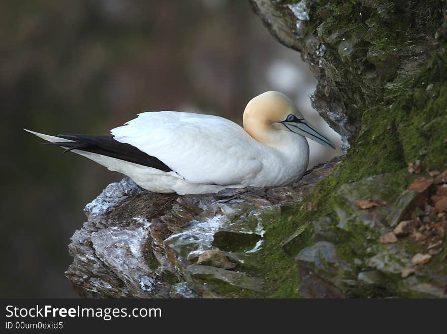 Gannet at Troup Head